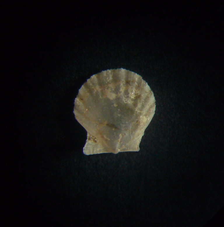 Palliolum?